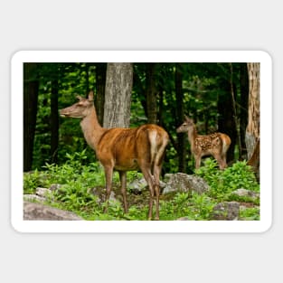 Red Deer Doe And Fawn Sticker